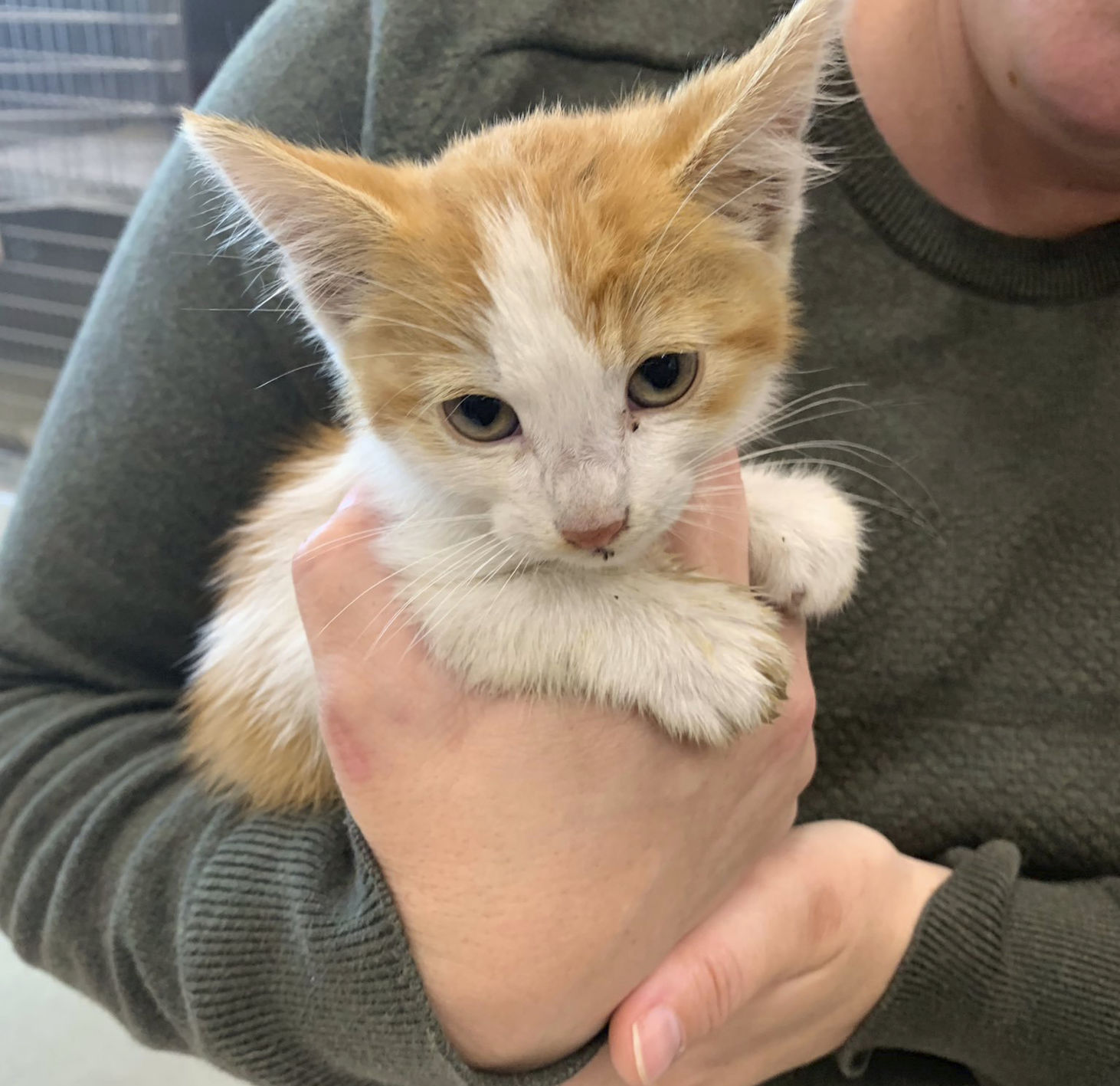 Kitten Rescued